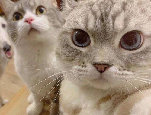 什么猫低于50元又好养？（最便宜的猫多少钱一只）