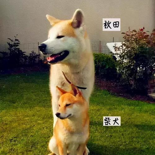 秋田犬和柴犬有什么区别（秋田犬和柴犬的区别）