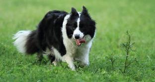 请问怎样训练边境牧羊犬？ 边境牧羊犬训练