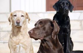 拉布拉多狗狗多少钱一只？（拉布拉多犬价格600元）