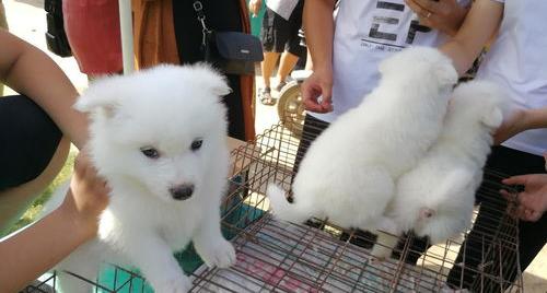 50天的小金毛怎么养？（金毛幼崽50一只）