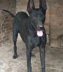 茶杯犬2020年价格？（茶杯犬多少钱一只幼崽）