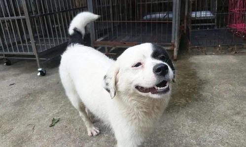 淘宝上无偿免费领狗狗真的吗？（狗狗领养免费平台）