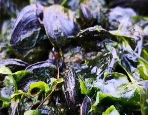 现在海边有什么海货（海边发现的海货,看看有多少人认识）