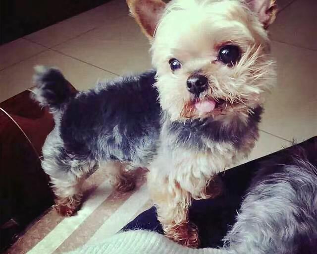 小型犬狗狗有哪些 小型狗狗品种
