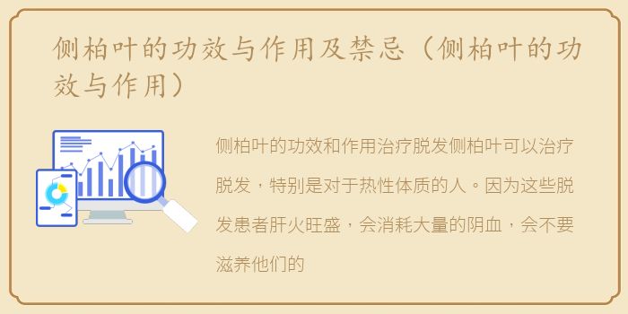 侧柏叶的功效与作用及禁忌（侧柏叶的功效与作用）