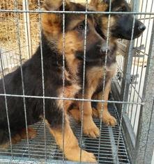一个月大的德牧幼犬该怎么养？ 德牧30天幼犬图