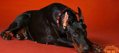 杜宾一般人养的起吗？（杜宾犬好养吗）