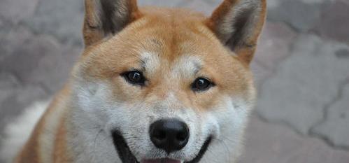 秋田犬为什么不太适合喂养？（秋田犬为什么是狗界噩梦）