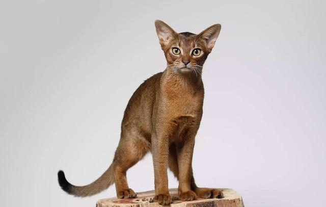 猫咪的品种有哪些？（猫咪品种大全）