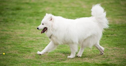 萨摩耶是国家禁养犬吗？ 不养萨摩耶的十个理由