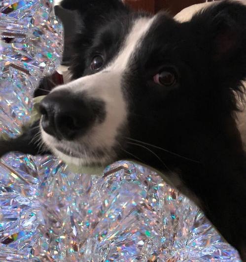 养一只边牧，一年有多少花费？（边境牧羊犬多少钱一只）