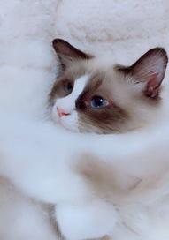 灰白色的猫是什么品种？（宠物猫的品种）