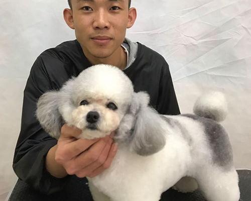 养狗技术培训机构？（十大宠物美容培训机构）