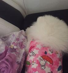 犬热病的症状？ 犬瘟的症状