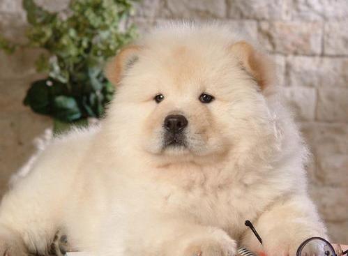 松狮犬的优点和缺点？（为什么松狮很少人养）