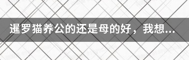暹罗猫的特点？（暹罗猫优点和缺点）