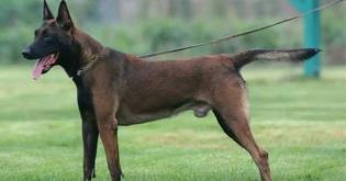 马犬的生存条件？（马犬幼犬多少钱一只）