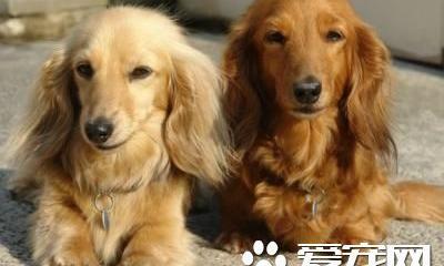 买一只长毛腊肠犬大概要多少钱？（腊肠犬多少钱一只）