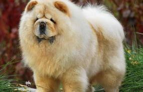 全国十大最贵的犬排名？ 松狮犬幼犬价格