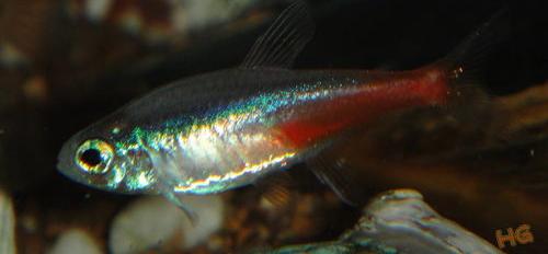 红绿灯鱼怎么过冬？（红绿灯鱼）