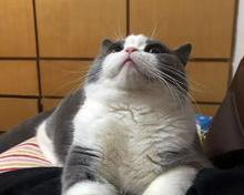 如何养好宠物猫（宠物猫）