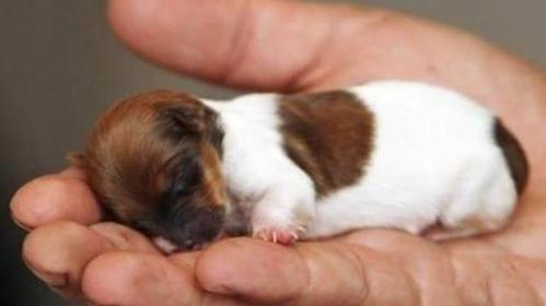 吉娃娃智商排名？（吉娃娃犬多少钱一只）