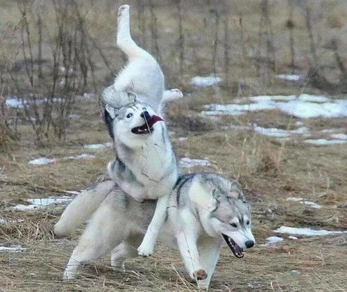 阿拉斯加和哈士奇区别？（哈士奇）