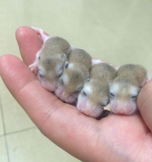 宠物蛇养殖前景和利润？（中国可以养的冷门宠物）