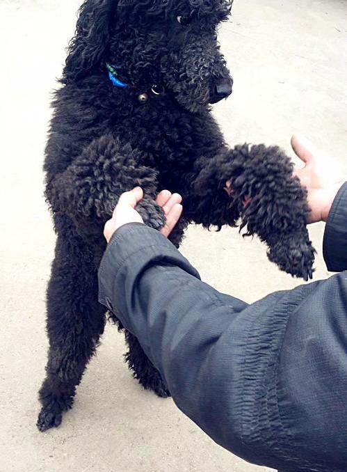 巨贵犬什么颜色最好？ 巨贵犬哪个颜色贵