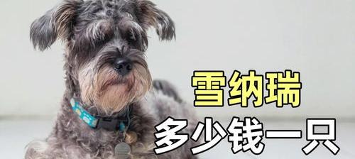 雪纳瑞一年多少岁？ 雪纳瑞多少钱一只幼崽