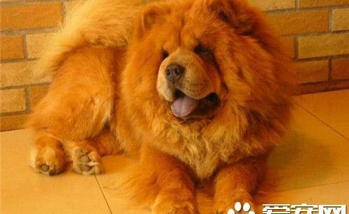 什么小狗不掉毛？】？ 苏俄猎狼犬什么价位