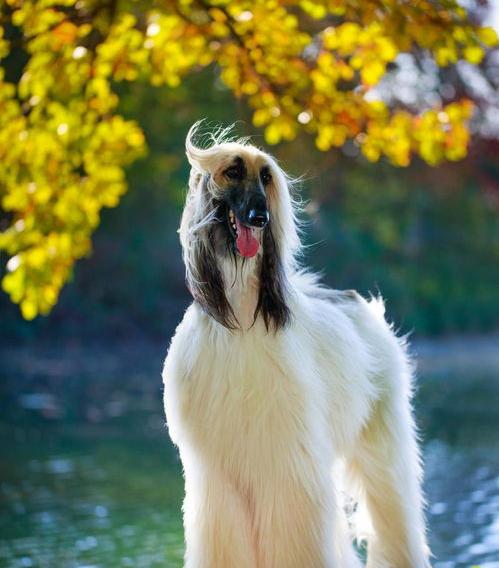 什么狗寿命长还好看？（十大狗狗颜值大排名）