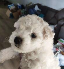 一只博美犬多少钱（卷毛比熊犬多少钱一只）