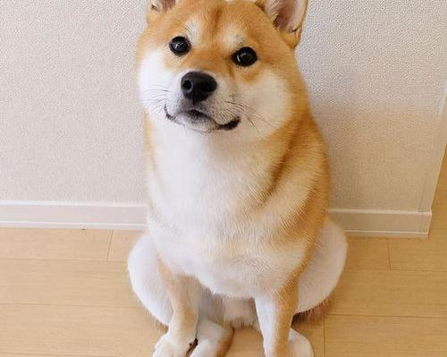 冠毛犬长什么样，在郑州市价多少啊， 冠毛犬多少钱一只啊