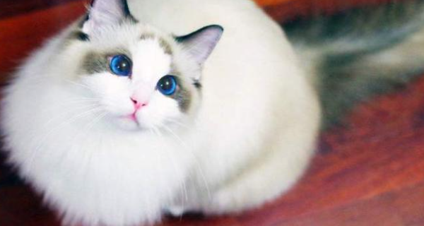 布偶猫品种及价格大全？（猫咪品种大全图解）