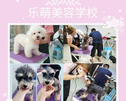 宠物美容学校怎么样？（宠物美容培训学校排名）