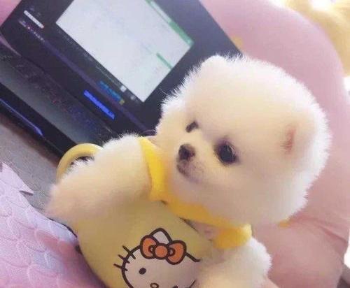 茶杯犬大概多少钱一只？（北京茶杯犬多少钱一只）