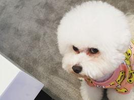 比熊和金毛两个哪个更贵？ 比熊犬多少钱