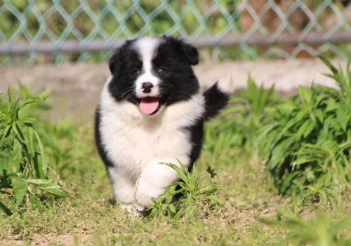 边境牧羊犬和喜乐蒂哪个便宜？ 边境牧羊犬多少钱一只小崽
