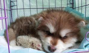 请问狗狗的细小病毒会传染人吗？ 狗狗细小会传染给人吗