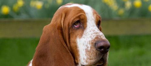 史宾格与巴吉度的区别？ 巴吉度犬的优缺点