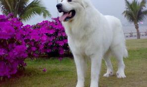 中型猛犬前十名？ 大型犬排名