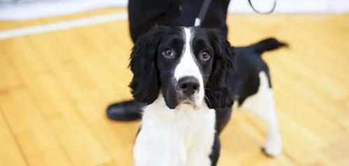 史宾格犬和比格犬哪个好？（史宾格犬适合家养吗）