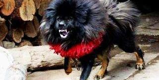 比特犬和藏獒哪个厉害？ 藏獒和比特犬谁厉害