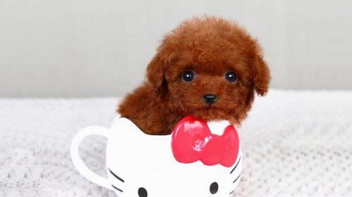 茶杯犬的寿命相当于人？（茶杯犬寿命）
