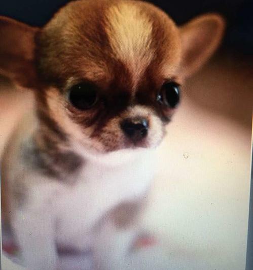 都有哪些平台可以出售宠物犬？（个人转让二手宠物狗）