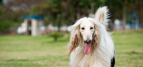 拉布拉多顶级品相成犬？（世界上顶级猎犬）