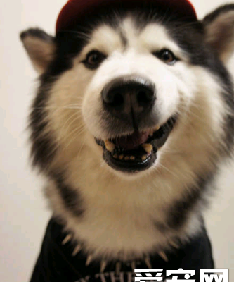 两个月大的哈士奇怎么训练上厕所？（哈士奇怎么训练）