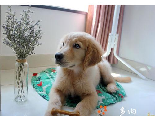 适合穷人养的狗？ 穷人养金毛最佳方法